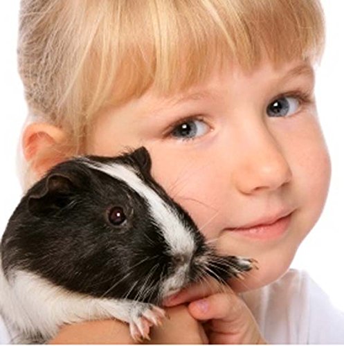 Wild Harvest 7 Inch Metal Pet Activity Wheel For Guinea Pigs, Hamsters, Gerbils And Other Small Animals #TOP2