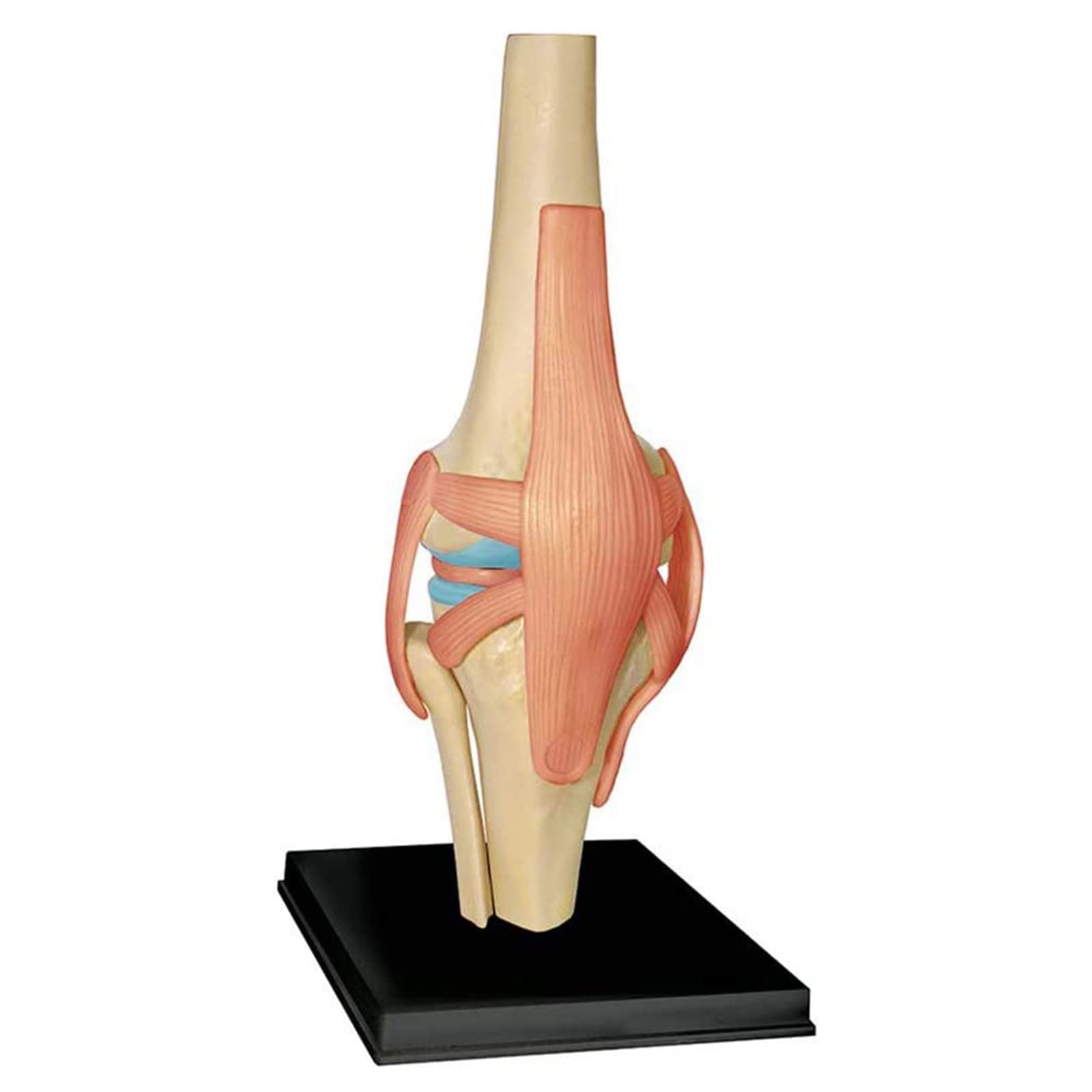 Kniegelenk anatomisches Modell - 19 abnehmbare Teile Medizinisches Lehrmodell - Medizinisches Unterricht anatomisches Kniemodell - für medizinische Bildungsausbildung