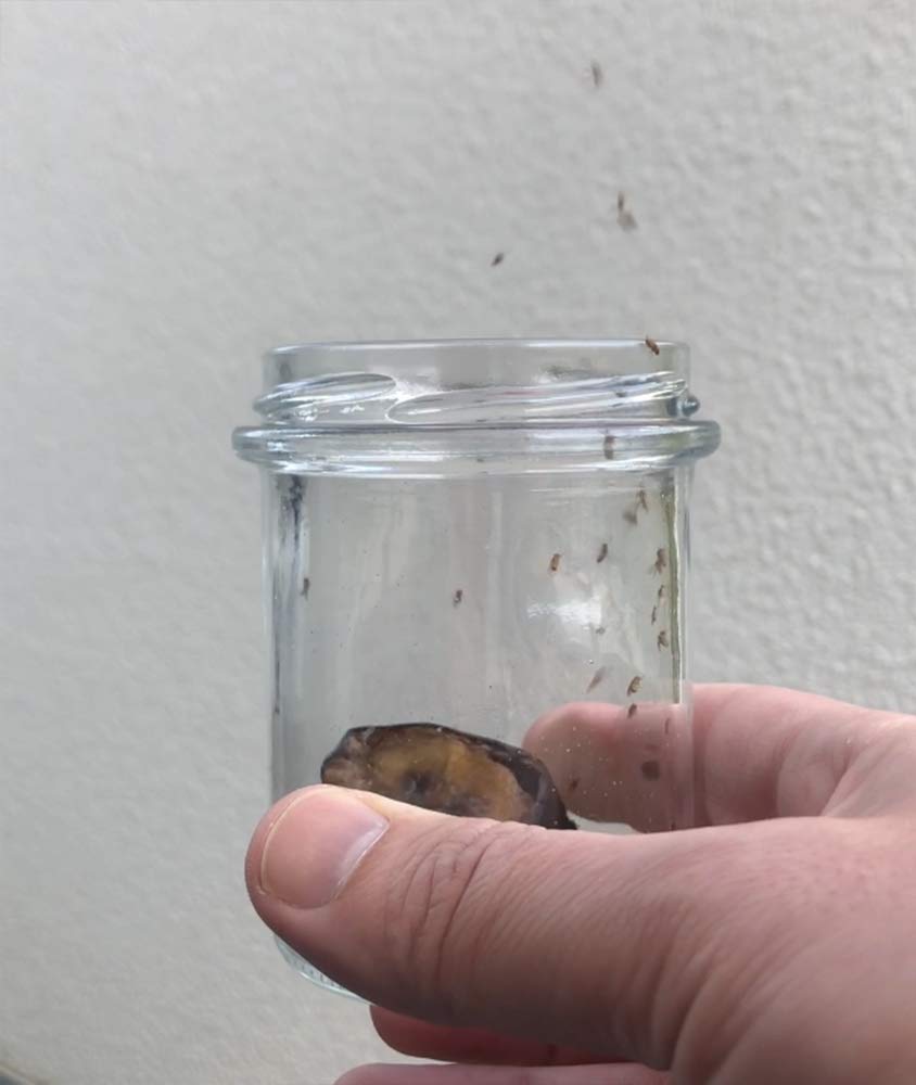 Die nachhaltige Fruchtfliegen-Lebendfalle - geeignet für Taufliegen Obstfliegen Essigfliegen - wiederverwendbar - spülmaschinenfest - 100% plastikfrei - ohne Chemie (3'er Pack)
