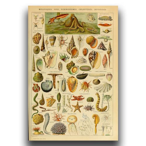 Okra Adolphe Millot Prints - Pour Tous Poster - Software Biometric Identifier Reference Sheet - Science Education Poster Office Classroom Kindergarten Frameless Cool Home Decor cover