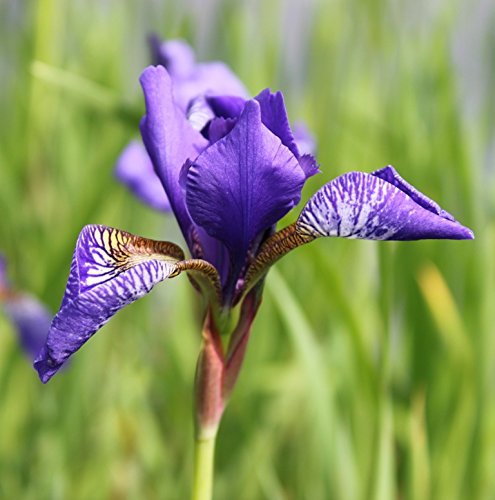 2er-Set - winterhart! - Iris versicolor - amerikanische Sumpfiris - Sumpfschwertlilie, blau - Staude des Jahres 2016! - Wasserpflanzen Wolff 2er-Set - winterhart! - Iris versicolor - amerikanische Sumpfiris - Sumpfschwertlilie, blau - Staude des Jahres 2016! - Wasserpflanzen Wolff