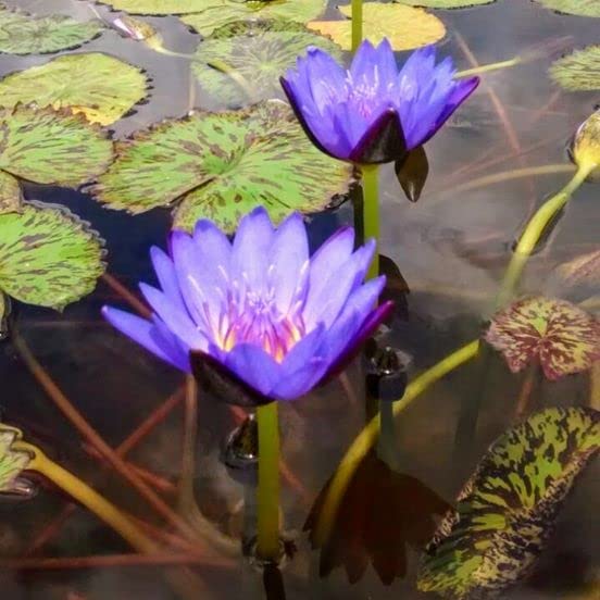 Lily Pond Store - Blue Spider Live Tropical Waterlily Plant (B09ZQX42PF) Amazon Price History, Amazon Price Tracker