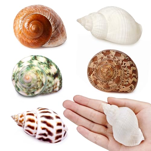Fectzuea 5Pcs Large Hermit Crab Shells Natural Sea Conch Size: 2.3-3.5 Turbo Seashells for Hermit Crab Supplies Hermit Crab House for Dcor No Paint or Dye