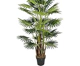 Zoom IMG-2 kunstpflanzen discount com palma di Zoom IMG-2 kunstpflanzen discount com palma di