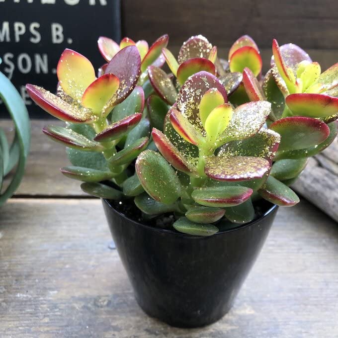 Amazon.co.jp: ラメ付き 金運アップ 金のなる木 花月 多肉植物