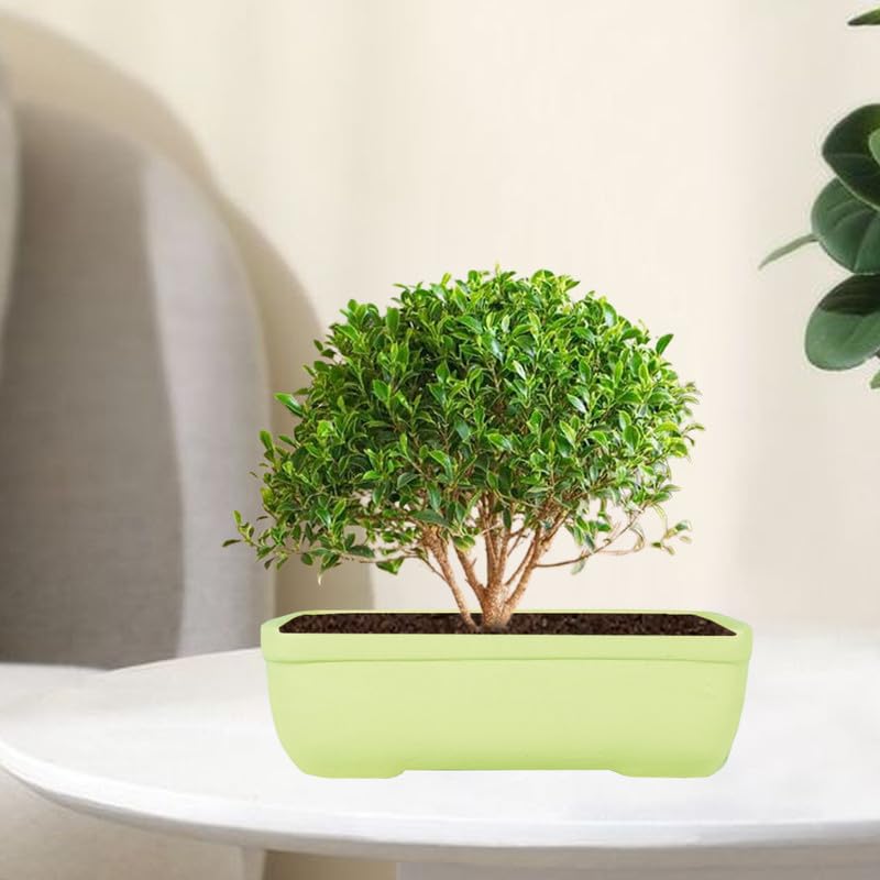 Lasaki Rectangle Mint rec002 Ceramic Pots for Indoor Plants,Bonsai,Planters,gamla,Outdoor,Balcony,Home,Garden,Office Decor,Succulent(L - 26 X W - 18.5 X H - 7 cm)(Plants not Included)