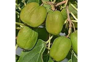 Kiwi Plant Live Female: Grow Sweet Kiwi Berries in 2.5 Inch Pot