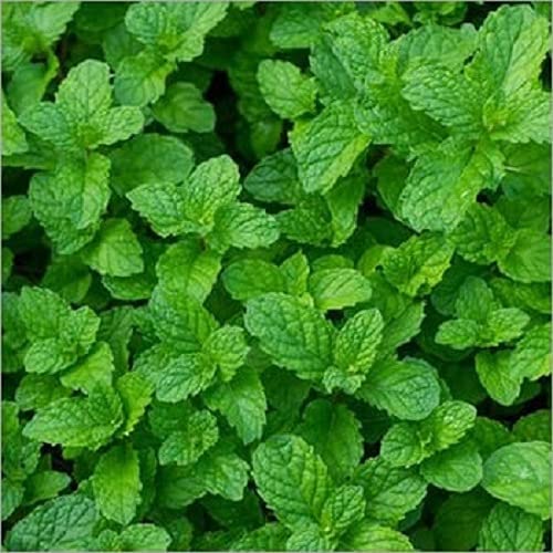 Desi Pudina Mint (Hara Pudina) Seed 40 SEED (B09HM9YNG7) Amazon Price History, Amazon Price Tracker