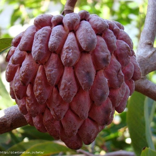 Custard Apple Red(Grafted) - Fruit Plants & Tree (B0CX9HN94X) Amazon Price History, Amazon Price Tracker