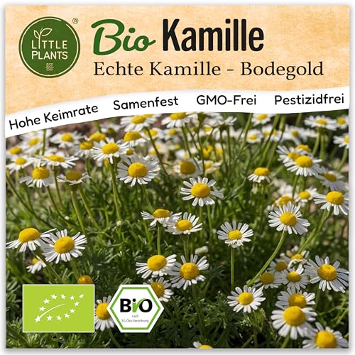 Little Plants BIO Kamille Samen Bodegold 3000 Kamillesamen Kräutersamen Samenfest für Kräutergarten Kräuter Samen für Balkon, Hochbeet und Garten