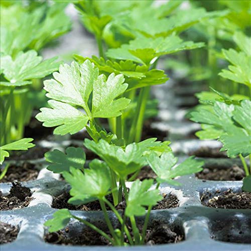 LEANO Garden - 100Pcs White Button Root Celery Seeds Garden Courtyard Delicious Vegetable Plant Vegetables