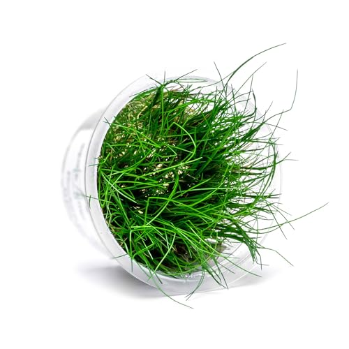 SubstrateSource Hairgrass Eleocharis Pusilla
