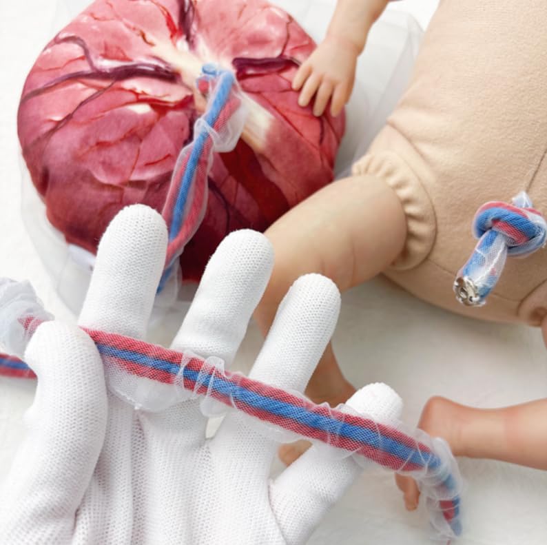 Simulateur d'accouchement AMITD grandeur nature avec bébé détachable