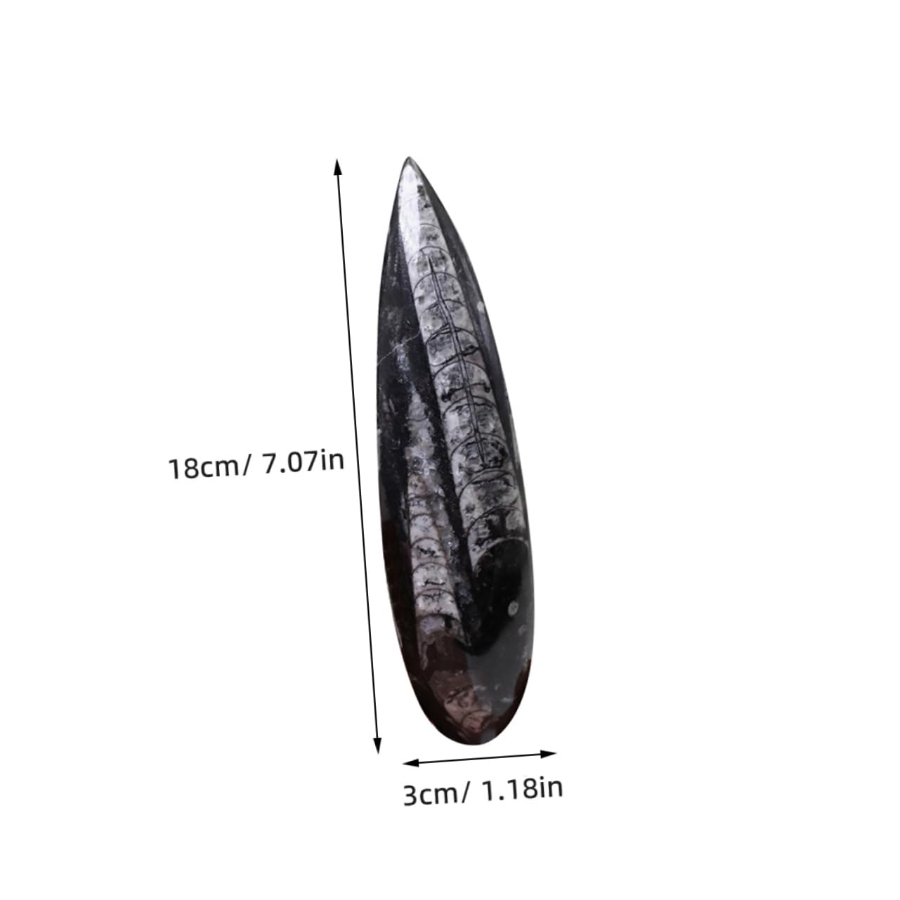 Toddmomy Modelo de Fósil Paleontológico Mineral Negro para Enseñanza y Colección, Enriquecimiento Educativo y Desarrollo Creativo para Niños en Su Día