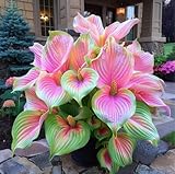 Pink Princess Caladium Bulbs for Planting – Vibrant Pink & Green Spotted Leaves, Easy-Grow Shade Plant, Tropical Color for Garden Beds, Borders & Containers (6 Bulbs)