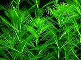  Myriophyllum propinquum - 1 Mazzo di Piante Vive per Acquario