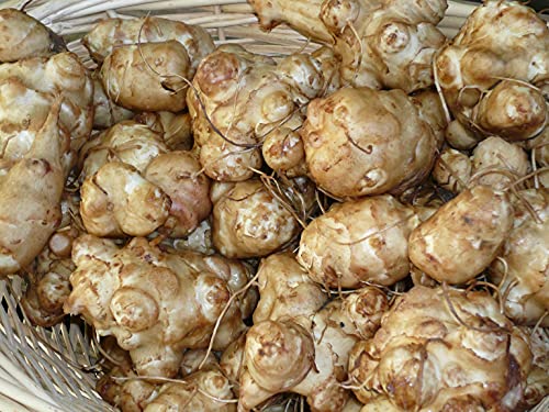 5 Tubers Jerusalem Artichokes