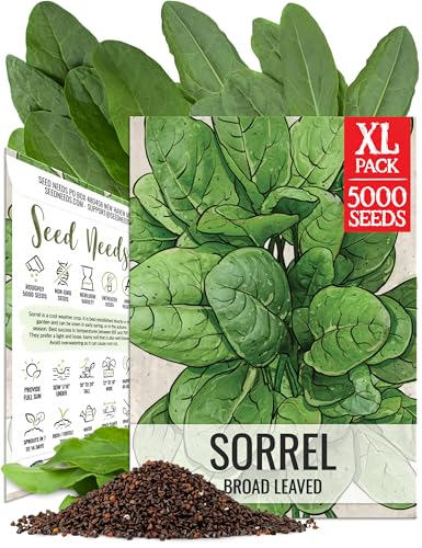 Seed Needs Sorrel Seeds to Plant Non-GMO & Heirloom Culinary Herbs XL Pack