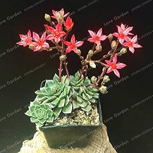 Bloom Green Co. Tacito Bellum succulente Bonsai 100 st/Pacchetto Mini Cactus Piante Suculentas Mini Bonsai Bonsai voor Giardino Delle Piante