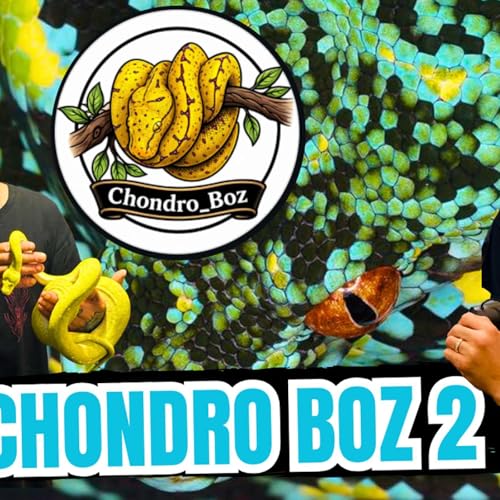 How Do Aussie Chondro Keepers Really View The GTP Community In America | All In The Tree (Live)