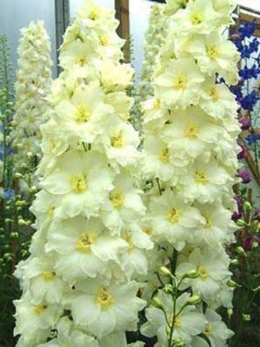 Nuevo Fresco 50 Uds Semi di fiori giallo chiaro Delphinium