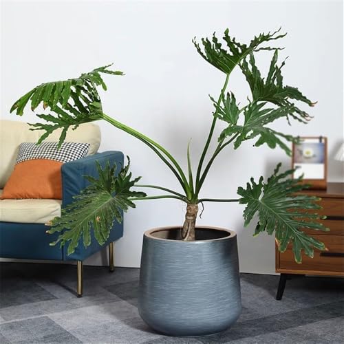 Pots de plantes de bureau gris drainage efficace contre excès d'eau - 7