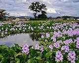 Floating Flowering Plant – Live Aquatic Plants for Ponds & Aquariums (5 Common Water Hyacinth (Eichhornia crassipes), 5, Count)