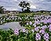 Floating Flowering Plant – Live Aquatic Plants for Ponds & Aquariums (5 Common Water Hyacinth (Eichhornia crassipes), 5, Count)