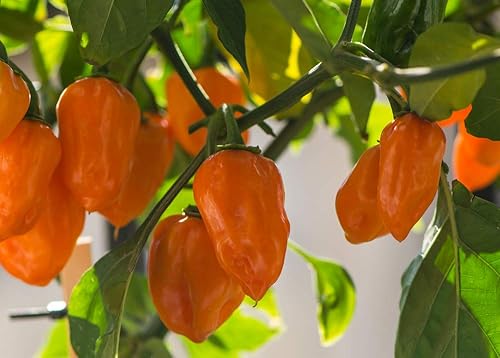 Miniatura 4 de Semillas de habañero para plantar, más de 25 semillas tradicionales por paquete, pimiento picante y picante, semillas de jardín de Isla (semillas de