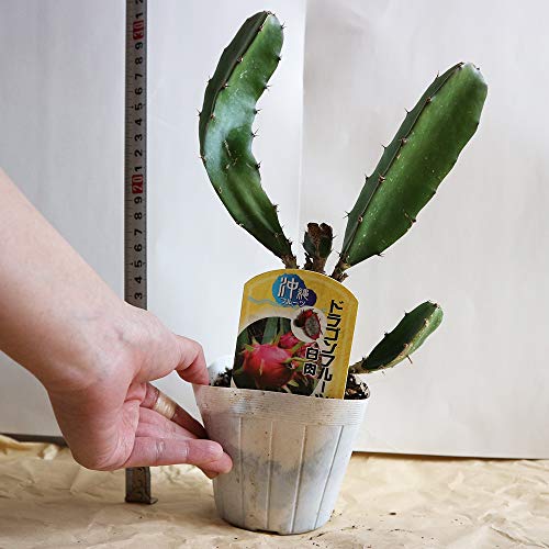 ドラゴンフルーツの食べ方 てくてく沖縄