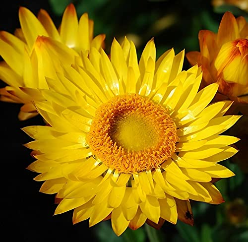100Pcs Mixed Everlasting Paper Daisy Seeds Xerochrysum(Helichrysum) Bracteatum Seeds #TOP1