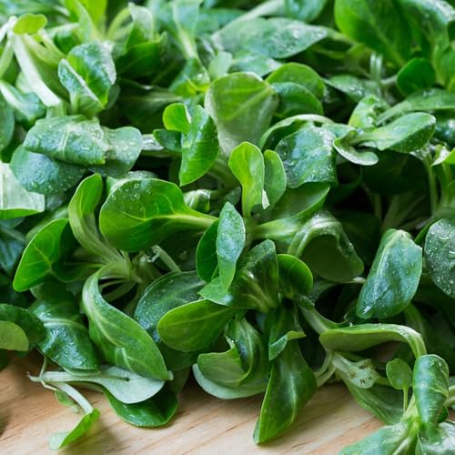 semillas de lechuga resistentes, de jardín balcón resistentes 300pcs