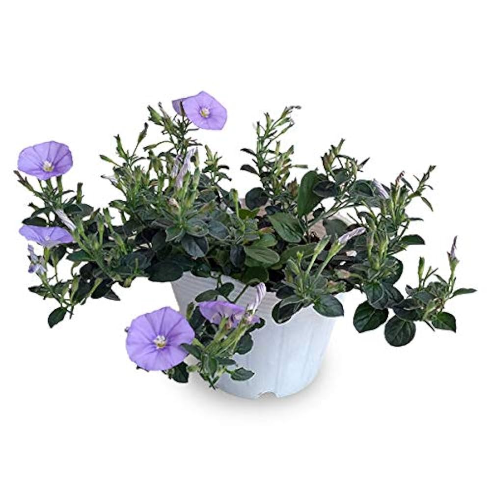 なの　大人兵児帯【ブルーコンパクタ】【夢想花】セット なの 大人兵児帯【ブルーコンパクタ】【夢想花】セット なの様