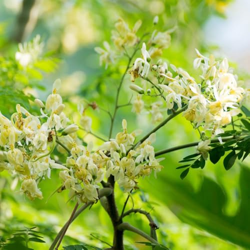 semillas de moringa plantas de hoja perenne resistentes comprar arbol de moringa Plantas en macetas resistentes al aire libre Plantas exóticas resistentes árbol bonsái, plantas en 10pcs