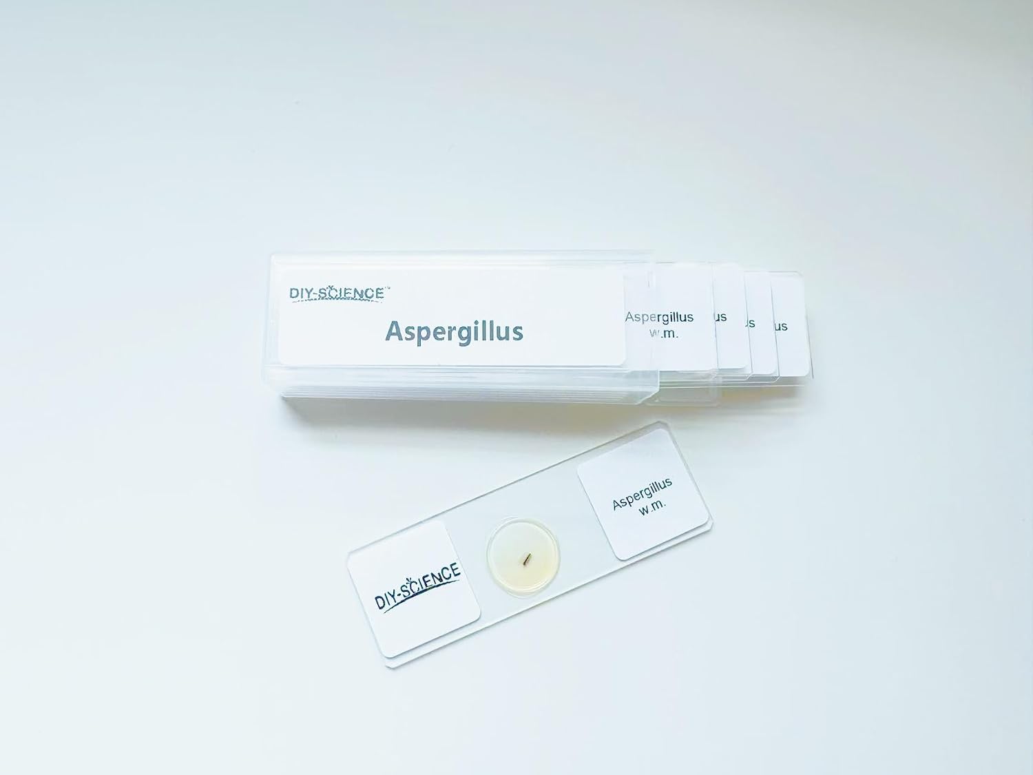 Aspergillus Prepared Microscope Slides, 5 Pack Aspergillus Slides Show Fungal Spores, Learn About The Structure of Brown Mold and Reproduction