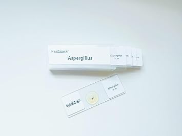 Aspergillus Prepared Microscope Slides, 5 Pack Aspergillus Slides Show Fungal Spores, Learn About The Structure of Brown Mold and Reproduction