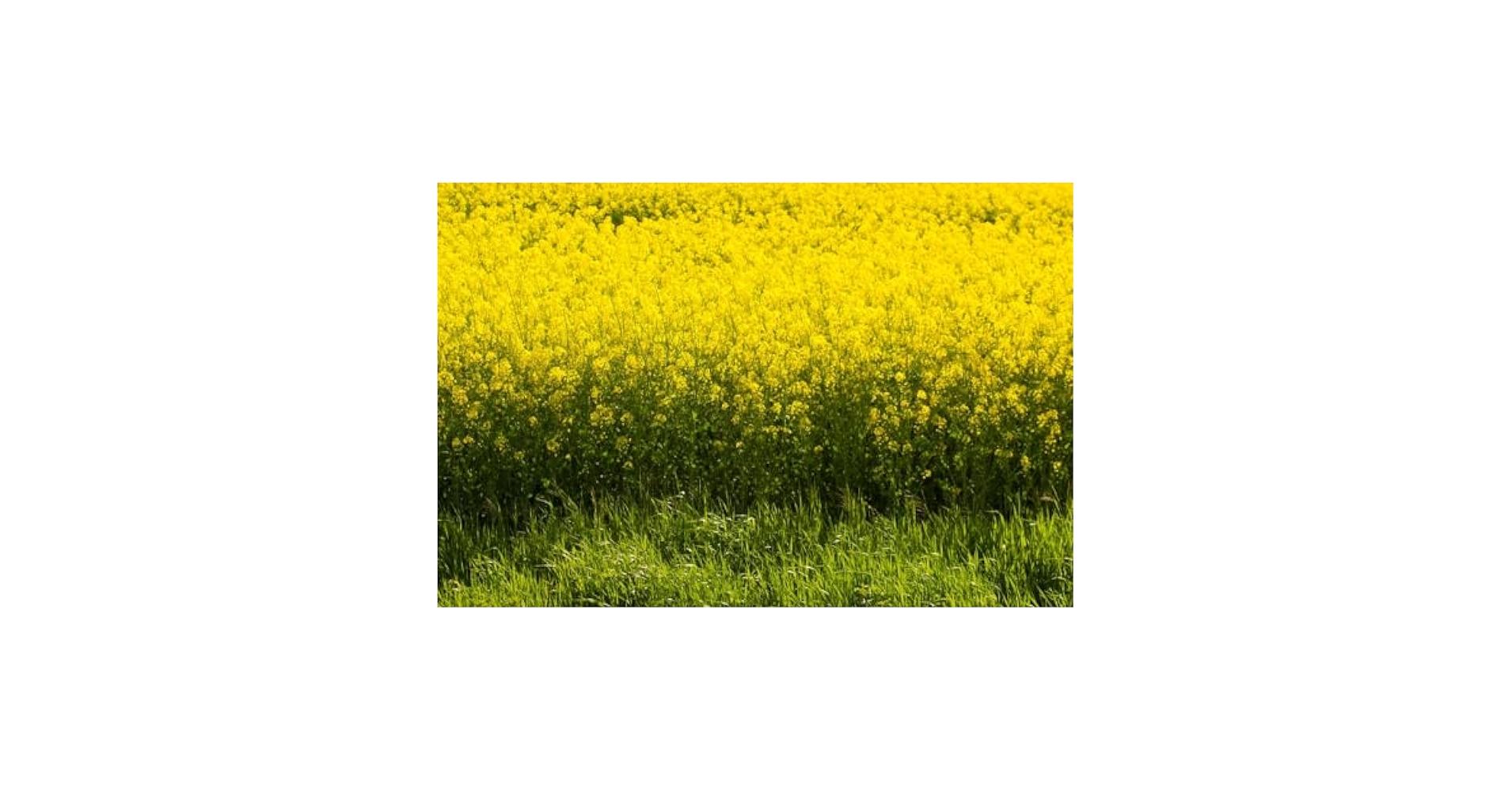 The Mustard Seeds☆Mustard Seeds 716FsYUVzPL._UF350,350_QL50_.jpg