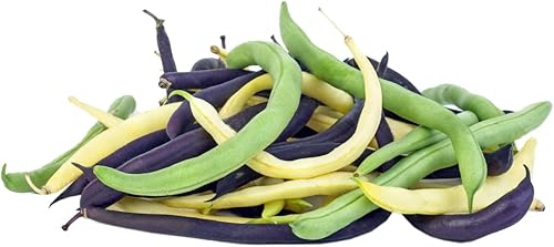 Semillas de frijol de arbusto orgánico para plantar verduras y frutas semillas de frijoles morados amarillos y verdes no necesitan enrejado Semillas