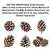 20 Large Natural Pine Cones for Crafts, 3