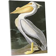 Niwo ART - American White Pelican, by John James Audubon. The Birds of America Reproductions. Giclee Print Acrylic Coating on Canvas for Home Decor 20"x16"x3/4"
