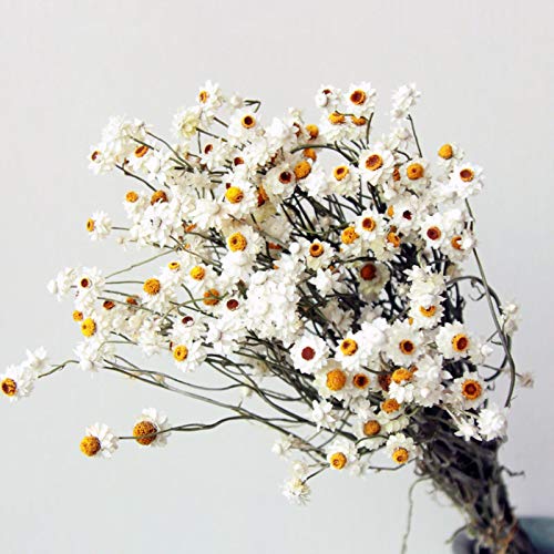 Ramo de flores secas de crisantemo silvestre para decoración miniatura 1