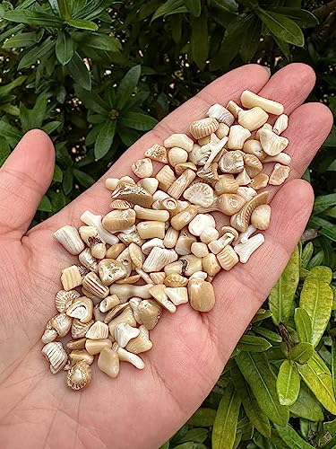 Image of 2 oz Lot Natural Semi Tumbled Gemstone Chips, Crushed Mini Crystals, Undrilled Crystal Chips (White Bamboo Coral)