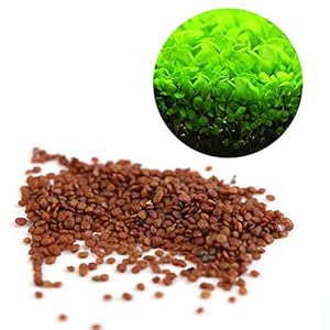 Semillas de Plantas Acuáticas Hemianthus Callitrichoides – Mini Leafs Fácil de Cultivar Decoración para Tanque de Peces Acuario Pond (Size : S)