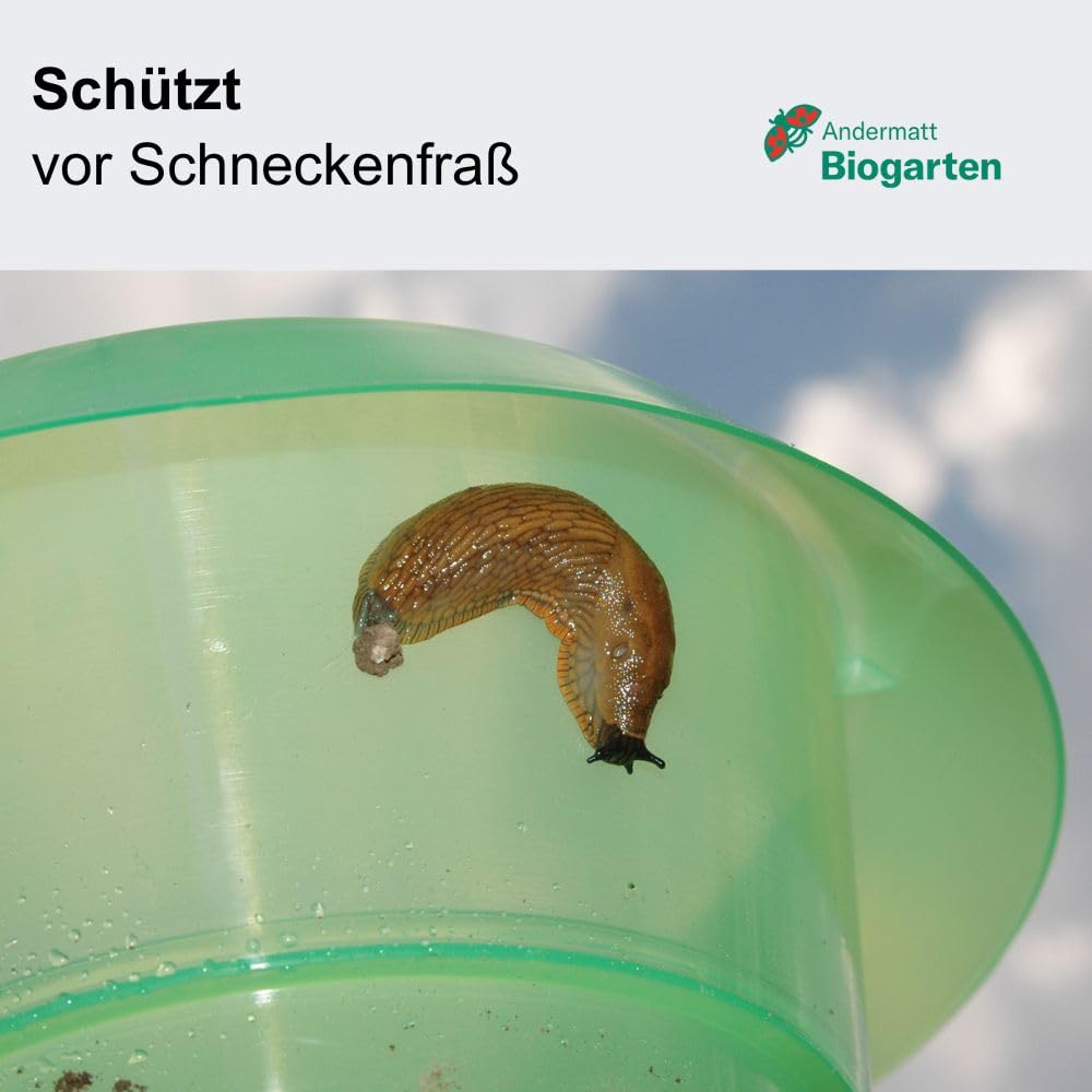 Andermatt Biogarten StopLumache PP – Confezione da 12, Protezione Contro Le lumache, Collare Anti-lumache Riutilizzabile in Materiale Riciclato, L'Originale Svizzero, Trasparente