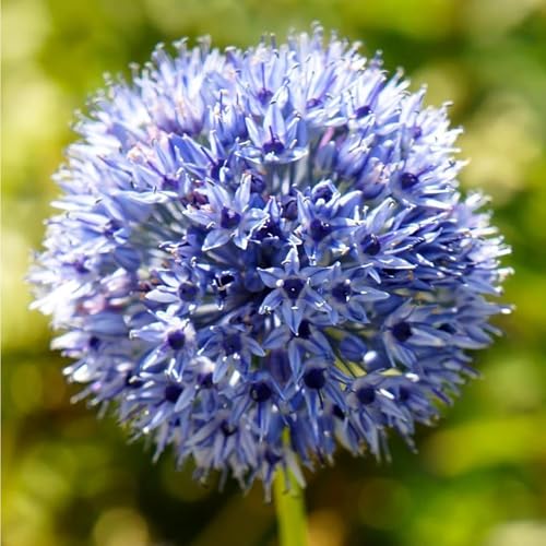 Votaniki Persian Blue Allium (Allium Azureum) – Perennial & Fragrant