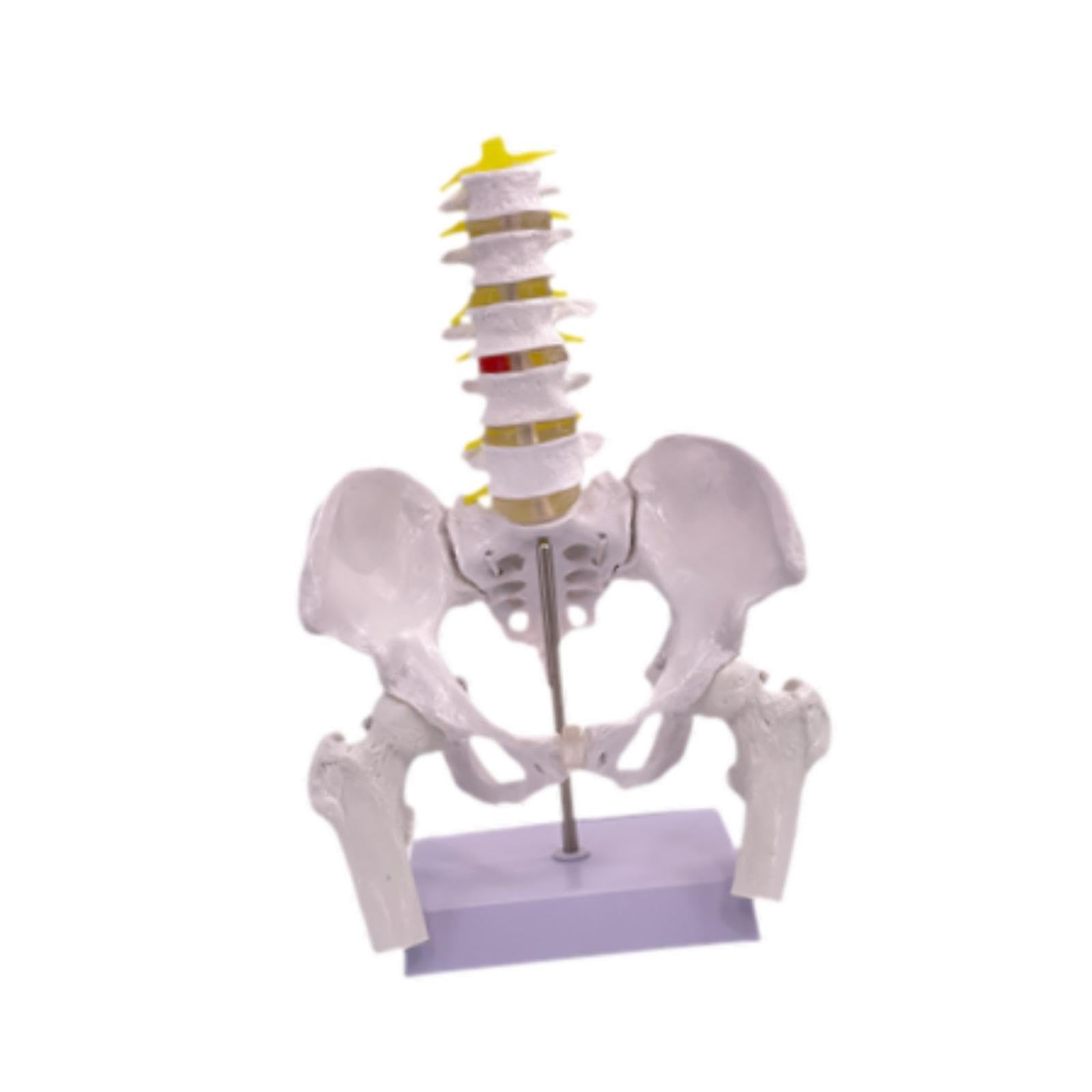 Modèle Du Bassin Féminin Modèle Anatomique Squelette Féminin Outil Pédagogique Médical Matériel PVC Robuste Adapté à L'Enseignement Universitaire Rech, Style B