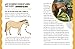 Are Llamas Ticklish? #1: And Other Silly Questions from Curious Kids (But Why)