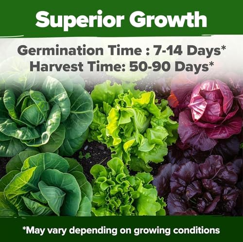 Image of HOME GROWN 20 Variety Lettuce Seeds 21,500+ Bulk Pack Heirloom Non-GMO, High Germination, Romaine,Butterhead, Spinach, Kale, Iceberg, Continuous Harvest,Indoor Outdoor Hydroponic Garden