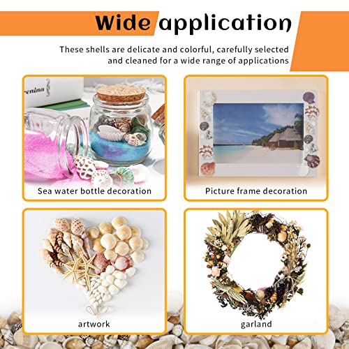 Weoxpr 200Pcs Sea Shells Mixed Ocean Beach Seashells, Various Sizes Natural Seashells For Fish Tank, Home Decorations, Beach Theme Party, Candle Making, Wedding Decor, Diy Crafts, Fish Tan #TOP6