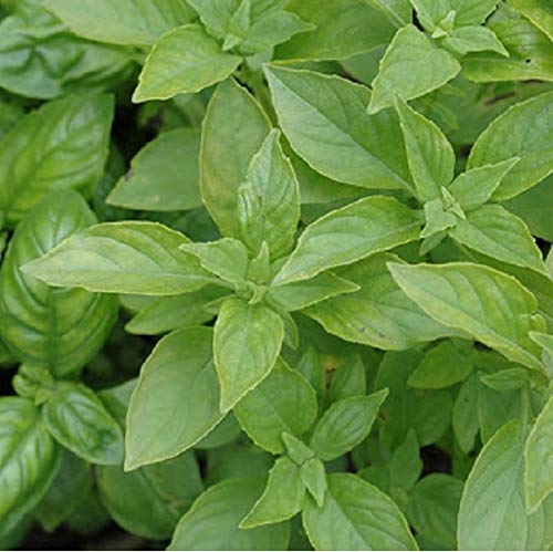 Citroenbasilicum - kruidenzaad - Afbeelding 5